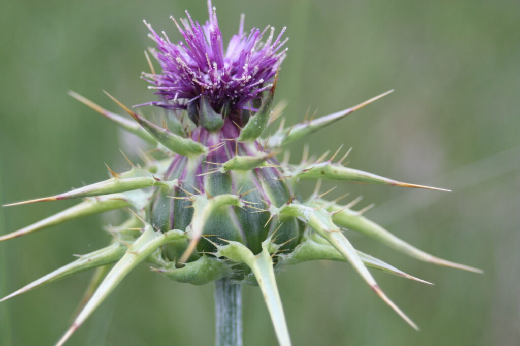 Closeup image of a California thistle